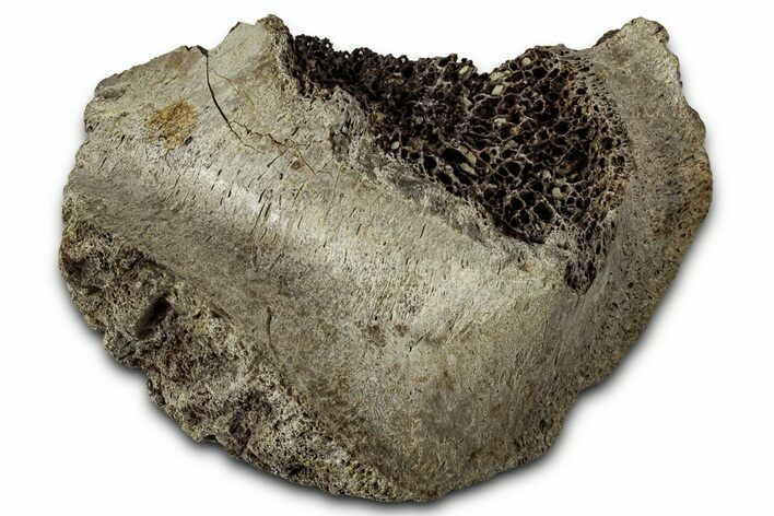 Fossil Ornithischian Dinosaur Bone Section - Montana #355087